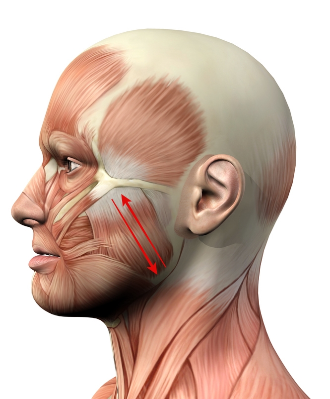 3D rendering of the anatomy of the head, face, and neck muscles.