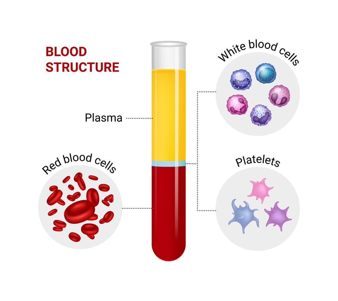Vector diagram of blood composition